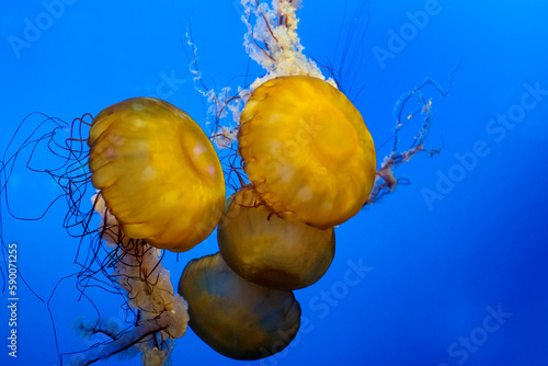 Jellyfish dansing in the dark blue ocean water. The Japanese Sea Nettle, or Chrysaora pacifica Jellyfish. Japanese Sea Nettle Vancouver Aquarium, BC, Canada photo