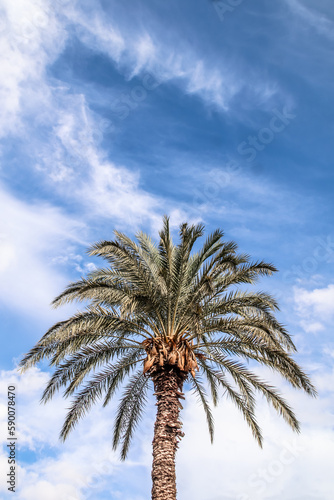 Green shiny top of palm tree with clouds and copy space