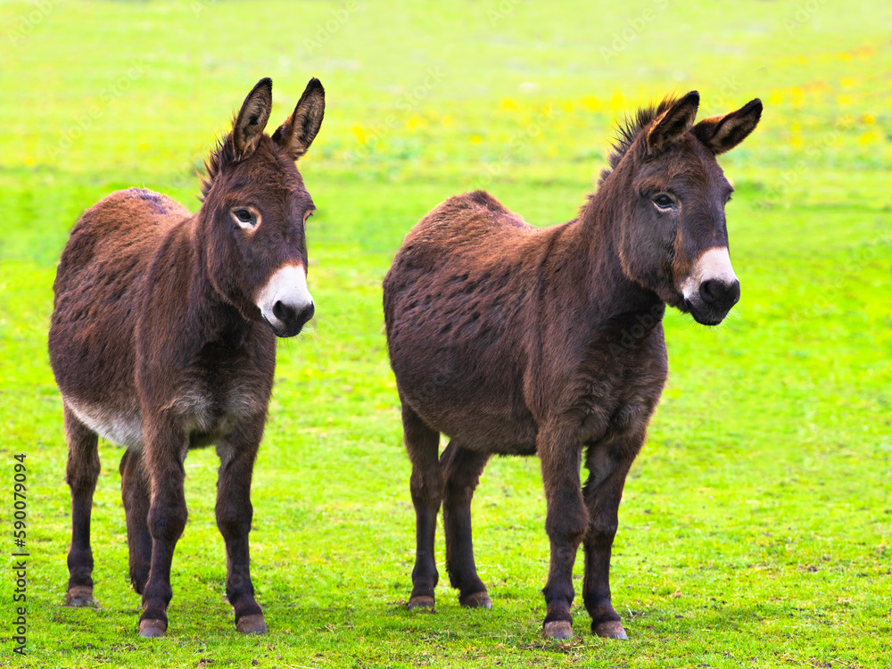 two donkeys standing in the meadow at the farm two donkeys standing in the meadow at the farm