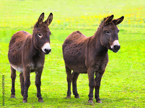two donkeys standing in the meadow at the farm
