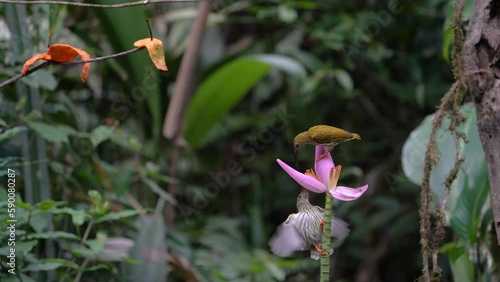 Streaked Spiderhunter bird with banana flower.