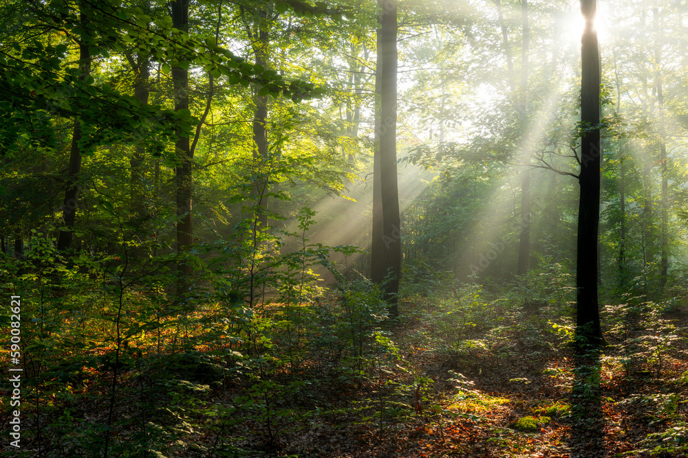 Beautiful sunny morning in green forest