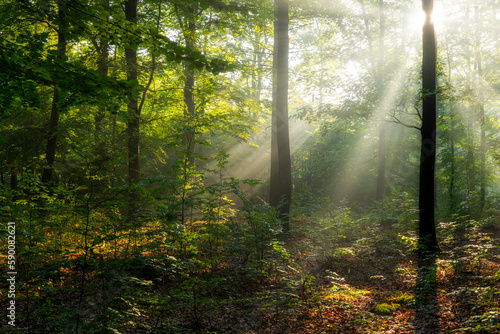 Beautiful sunny morning in green forest