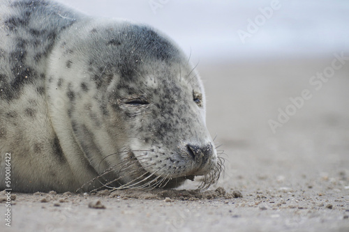 Baby seal relaxing enjoying the lovely day on a Baltic Sea beach. Seal with a soft fur coat long whiskers dark eyes and sharp claws. Harmony with nature. Seal looking inquisitively at the camera © Defree