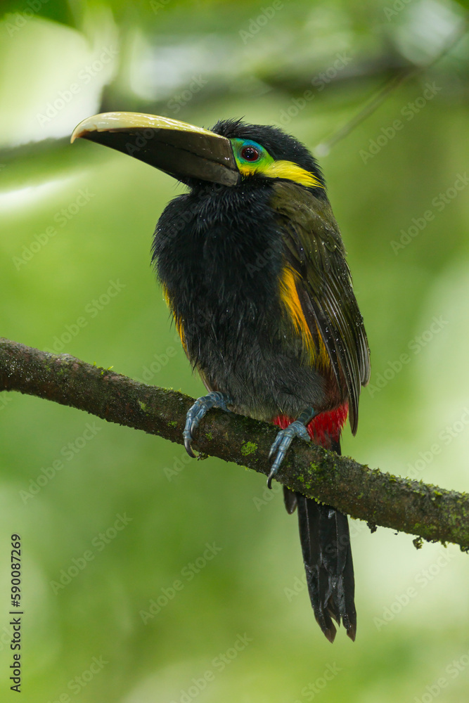 Fototapeta premium Yellow-eared Toucanet perching on branch