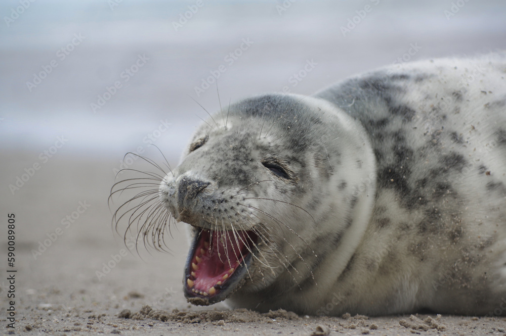 Fototapeta premium Baby seal relaxing enjoying the lovely day on a Baltic Sea beach. Seal with a soft fur coat long whiskers dark eyes and sharp claws. Harmony with nature. Seal looking inquisitively at the camera