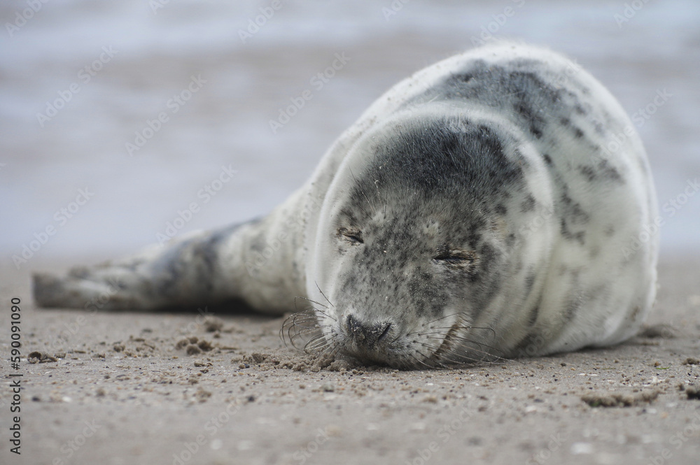 Obraz premium Baby seal relaxing enjoying the lovely day on a Baltic Sea beach. Seal with a soft fur coat long whiskers dark eyes and sharp claws. Harmony with nature. Seal looking inquisitively at the camera