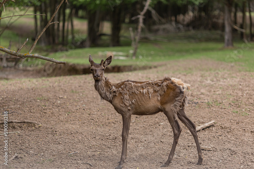 Deer farm