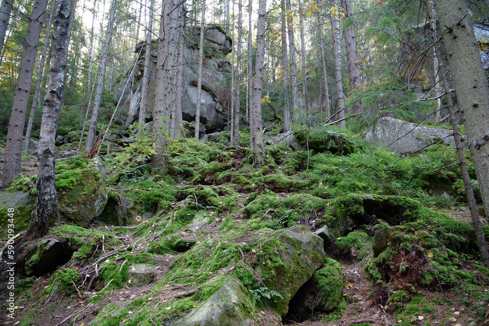 Dovbush Rocks in the forest near Yaremche city, Ukraine Dovbush Rocks in the forest near Yaremche city, Ukraine