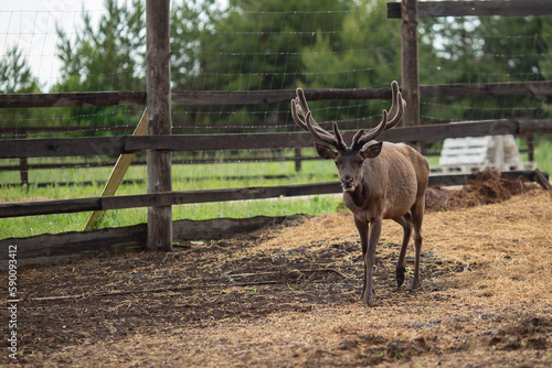 Deer farm