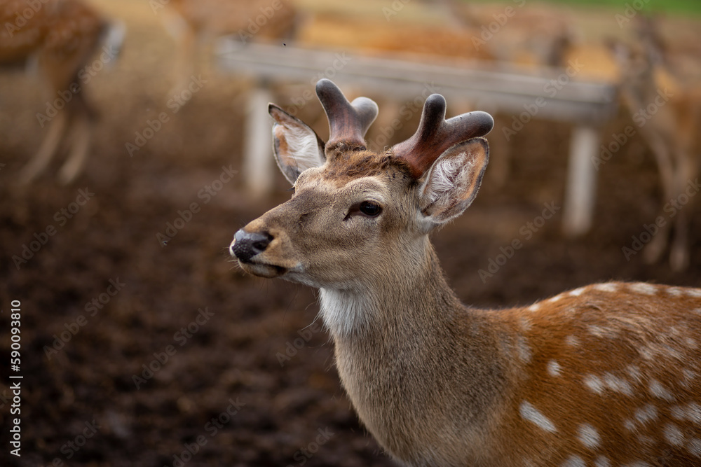 Wild animal. Sika deer portrait on the farm