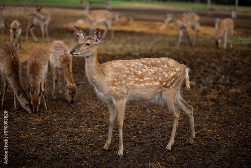 Deer farm