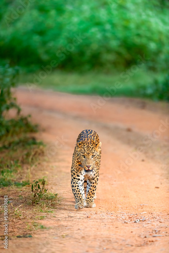 Indian Leopard in its natural habitat. This picture is taken from the northern jungles of India