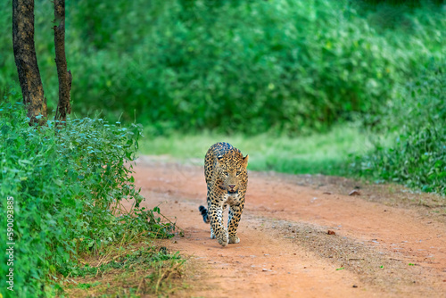 Indian Leopard in its natural habitat. This picture is taken from the northern jungles of India