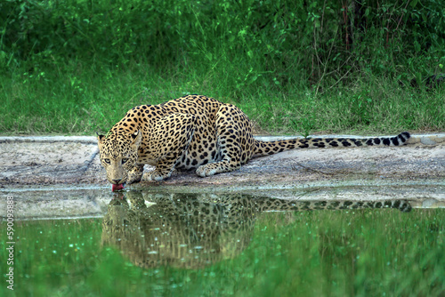 Indian Leopard in its natural habitat. This picture is taken from the northern jungles of India