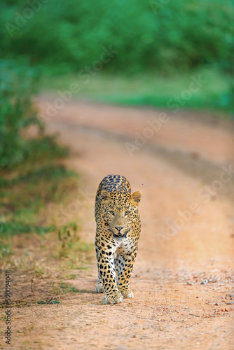 Indian Leopard in its natural habitat. This picture is taken from the northern jungles of India