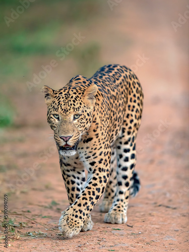 Indian Leopard in its natural habitat. This picture is taken from the northern jungles of India