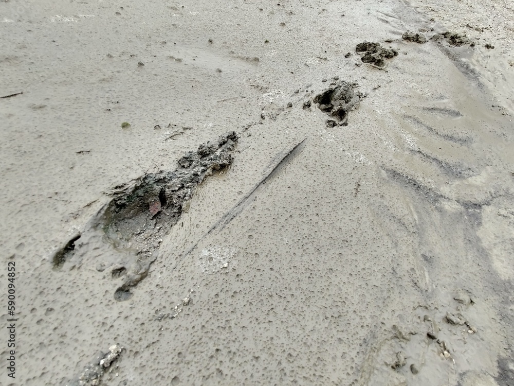 Animal footprints in the mud after the rain. Slovakia Animal footprints in the mud after the rain. Slovakia