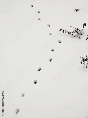 Animal footprints in the snow during winter. Slovakia