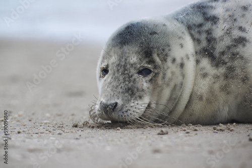 Baby seal relaxing enjoying the lovely day on a Baltic Sea beach. Seal with a soft fur coat long whiskers dark eyes and sharp claws. Harmony with nature. Seal looking inquisitively at the camera