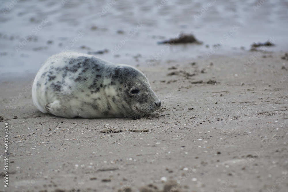 Baby seal relaxing enjoying the lovely day on a Baltic Sea beach. Seal with a soft fur coat long whiskers dark eyes and sharp claws. Harmony with nature. Seal looking inquisitively at the camera Baby seal relaxing enjoying the lovely day on a Baltic Sea beach. Seal with a soft fur coat long whiskers dark eyes and sharp claws. Harmony with nature. Seal looking inquisitively at the camera