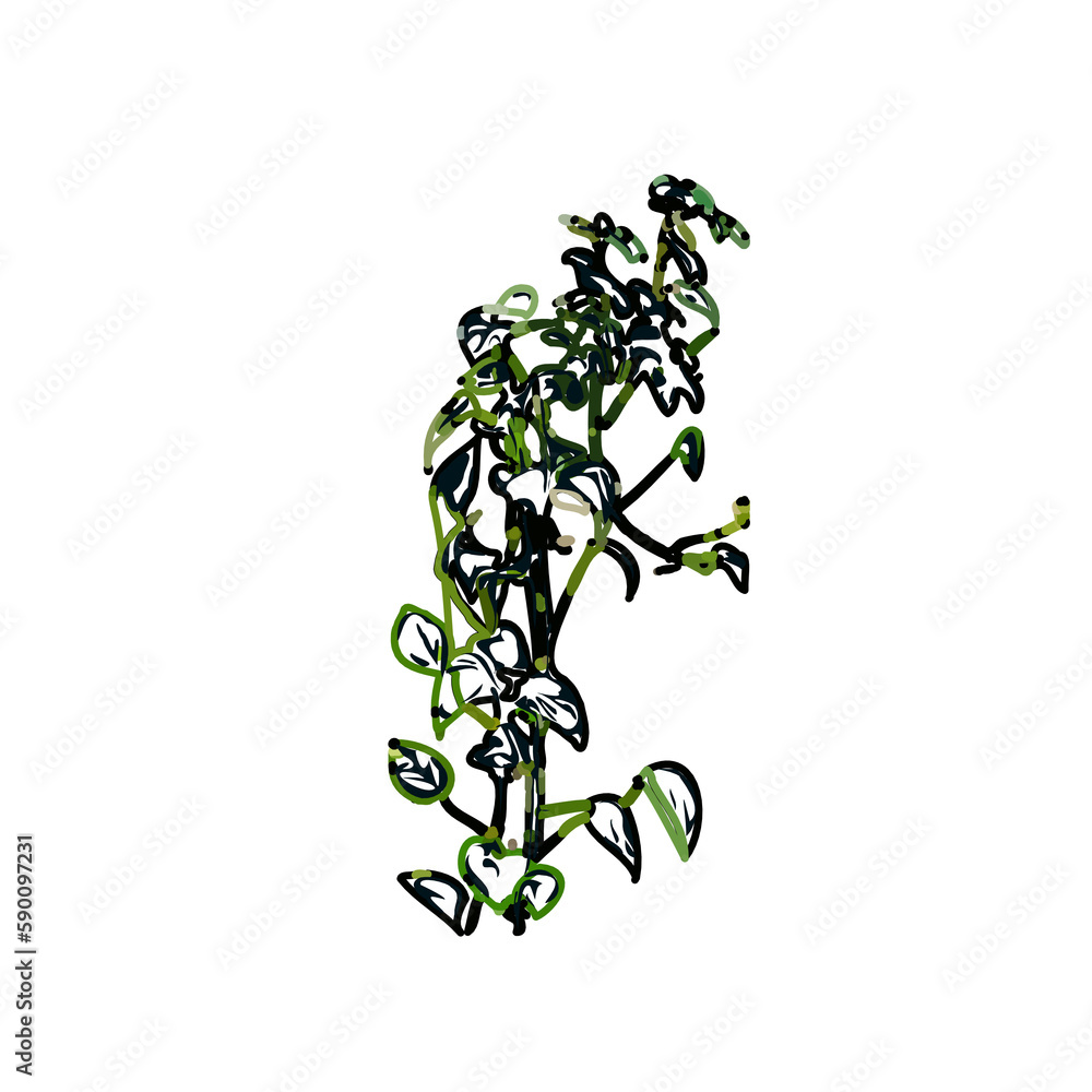 custom made wallpaper toronto digitalColor sketch of ornamental plants with transparent background