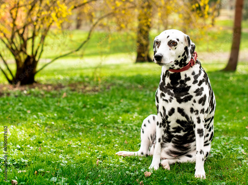 A beautiful dog of the Dalmatian breed is sitting on the background of a green blurred park. The dog is eight years old. He has health problems, hormonal failure, obesity. The photo is blurred