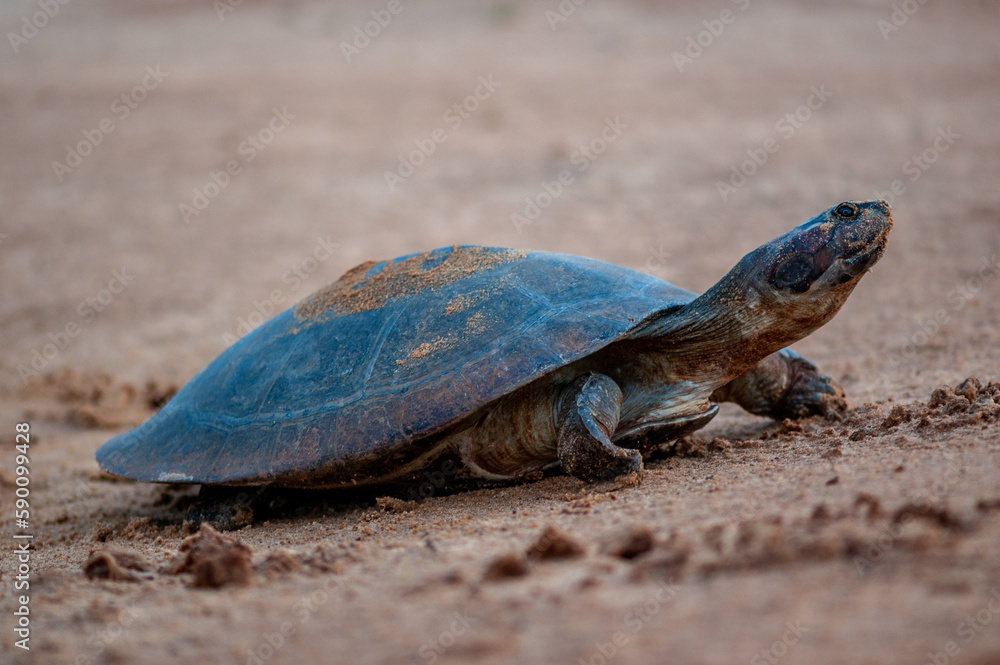 Fototapeta premium Adult of a species of tartauga from the Amazon Podocnemis expense in a praino Rio jvaés in the state of Tocantins. Arrau turtle.