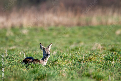 deer resting in the meadow © Wojciech