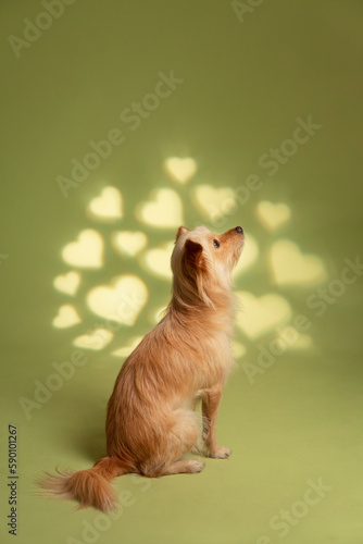 Dog photography at studio with creative background
