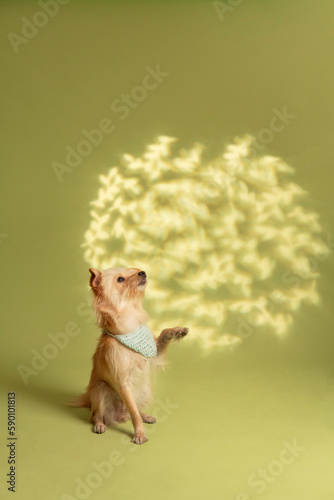 Dog photography at studio with creative background