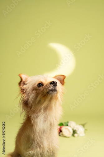 Dog photography at studio with creative background