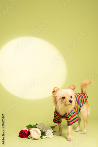 Dog photography at studio with creative background