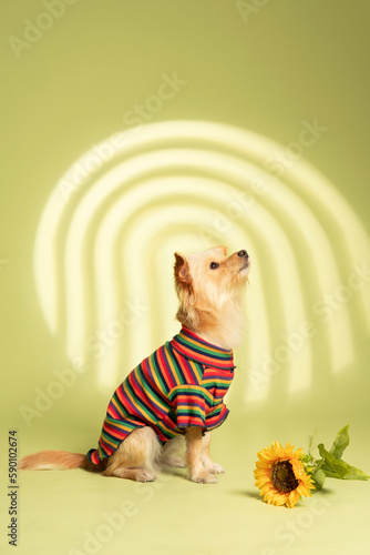 Dog photography at studio with creative background