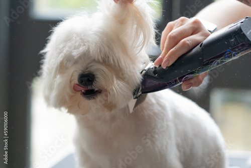 Haircut of funny dog. white maltese, close up