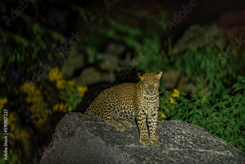 Indian Leopard in its natural habitat
