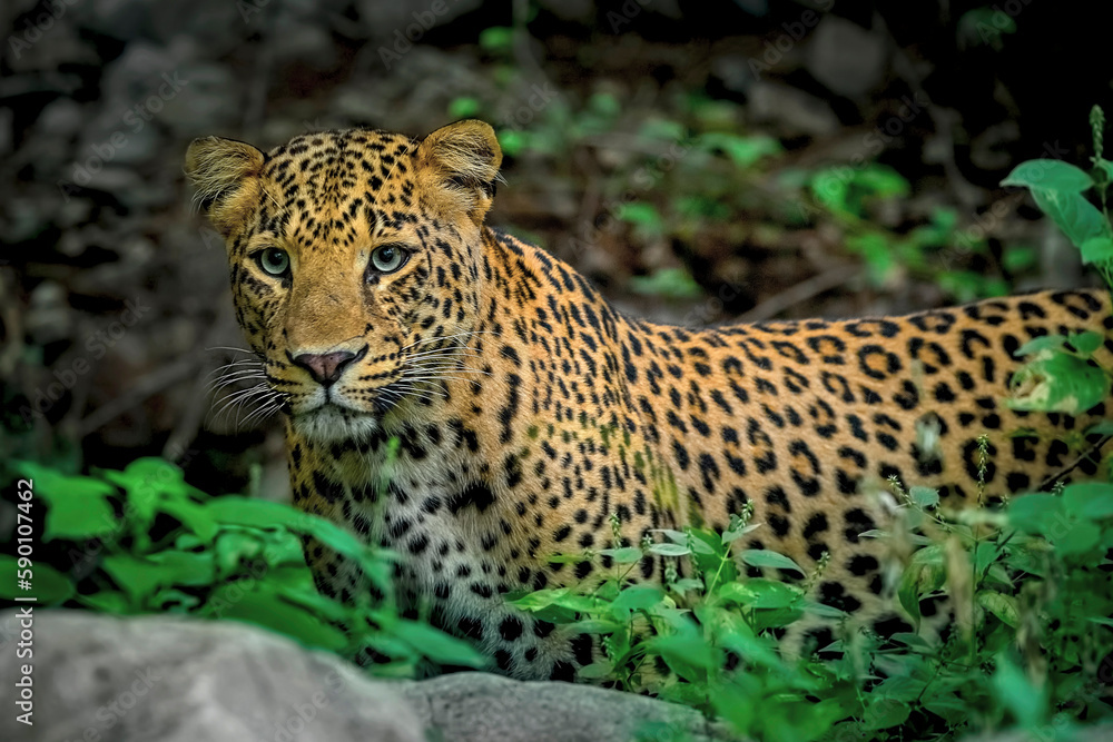 Indian Leopard in its natural habitat Indian Leopard in its natural habitat