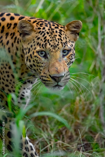 Indian Leopard in its natural habitat