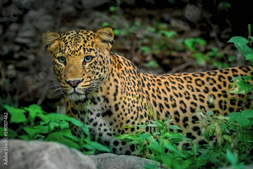 Indian Leopard in its natural habitat