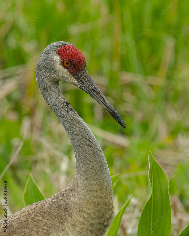 Portrait Close-up of Sandhill crane