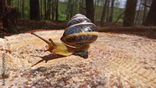 snail crawling along stump in forest. Forest mollusk. Wild crawling animal. slow animal. Macro wildlife in the forest