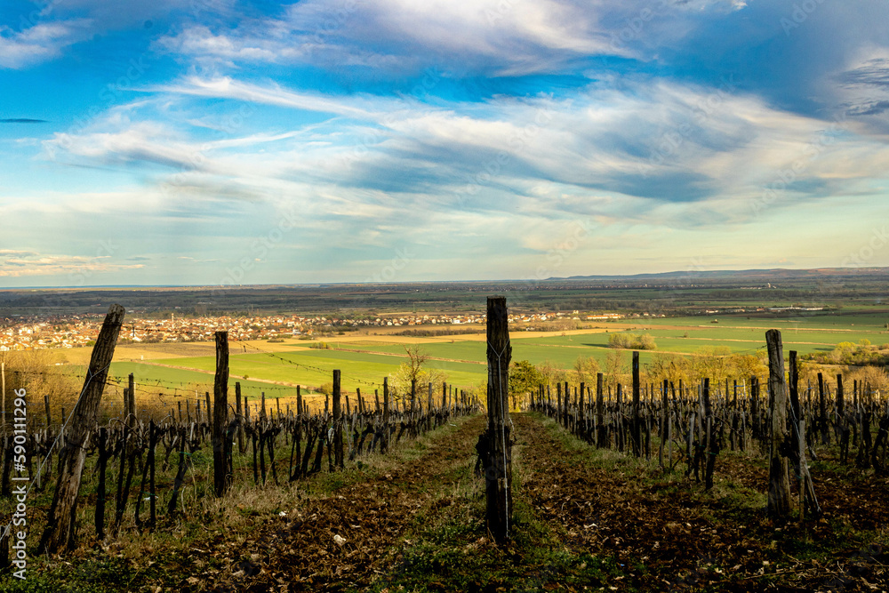 Vineyard landscape 