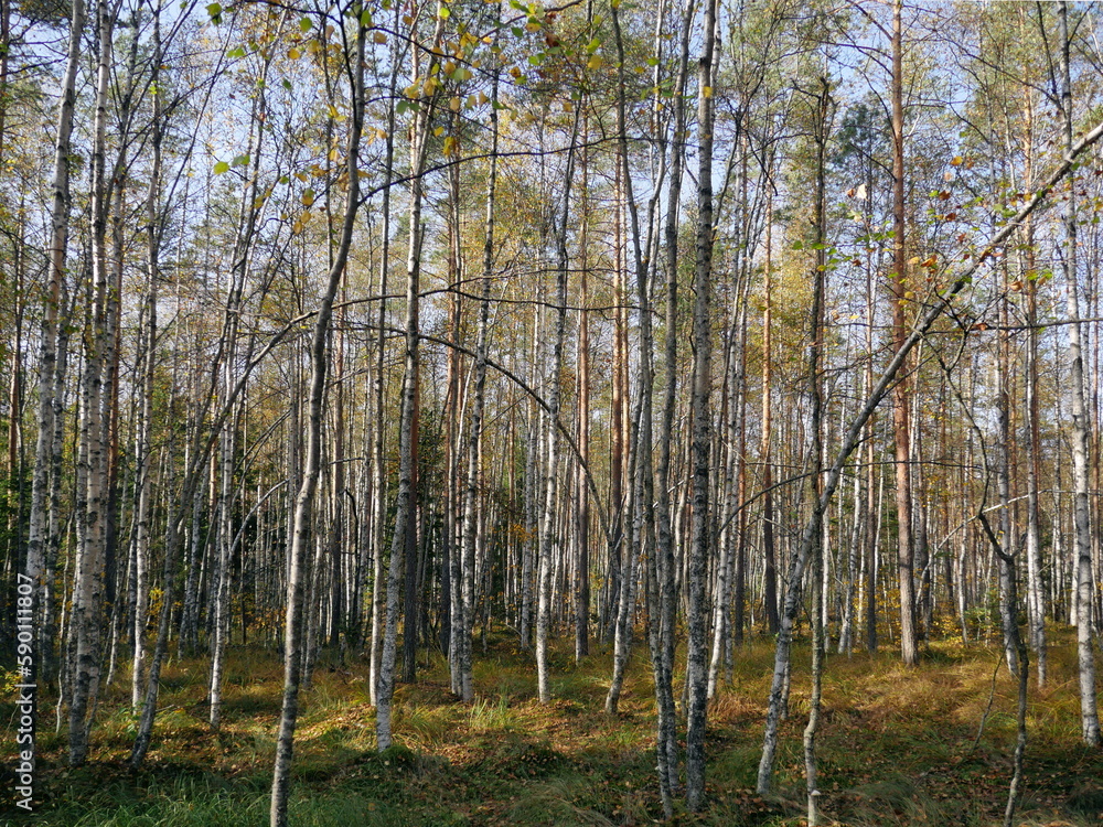 birch grove forest landscape mossy hummocks, swamp