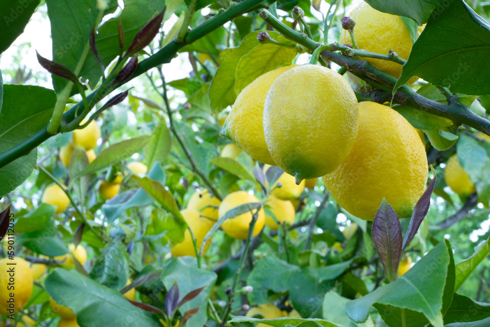 lemon tree in spring time