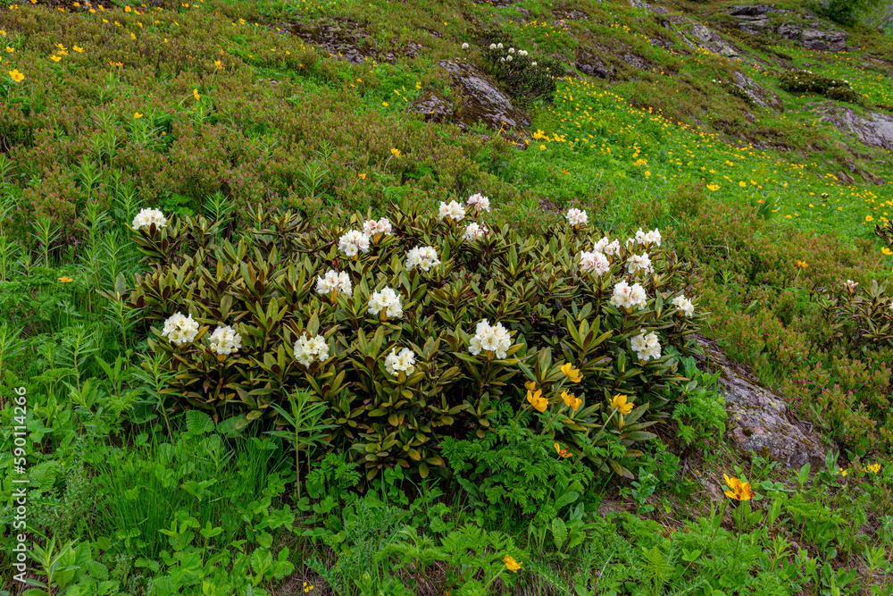 rhododendron flowers in the caucasus mountains rhododendron flowers in the caucasus mountains