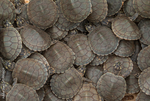фотографія Baby tarturuga of the amazon forming a texture