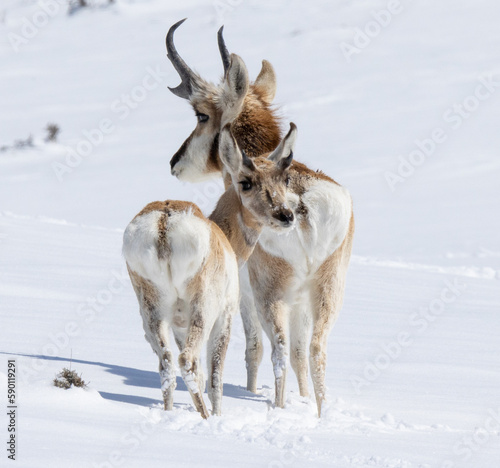 antelope in the snow