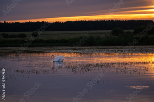 A swan swims in the lake at sunset
