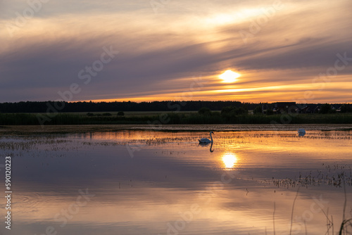 A swan swims in the lake at sunset