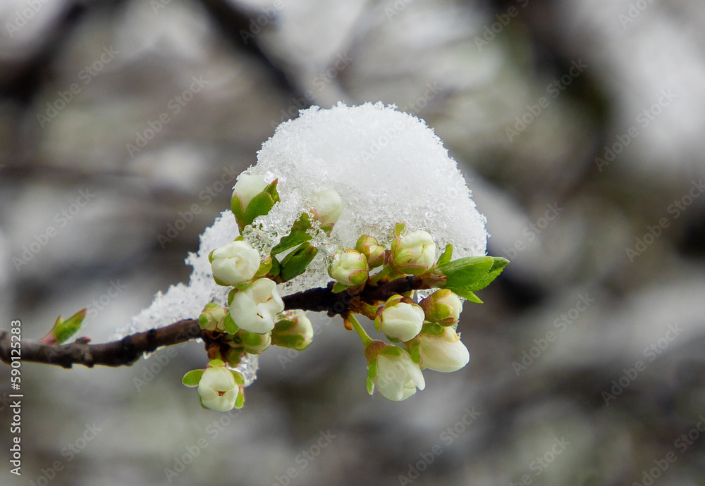 A twig with flower buds covered with snow A twig with flower buds covered with snow